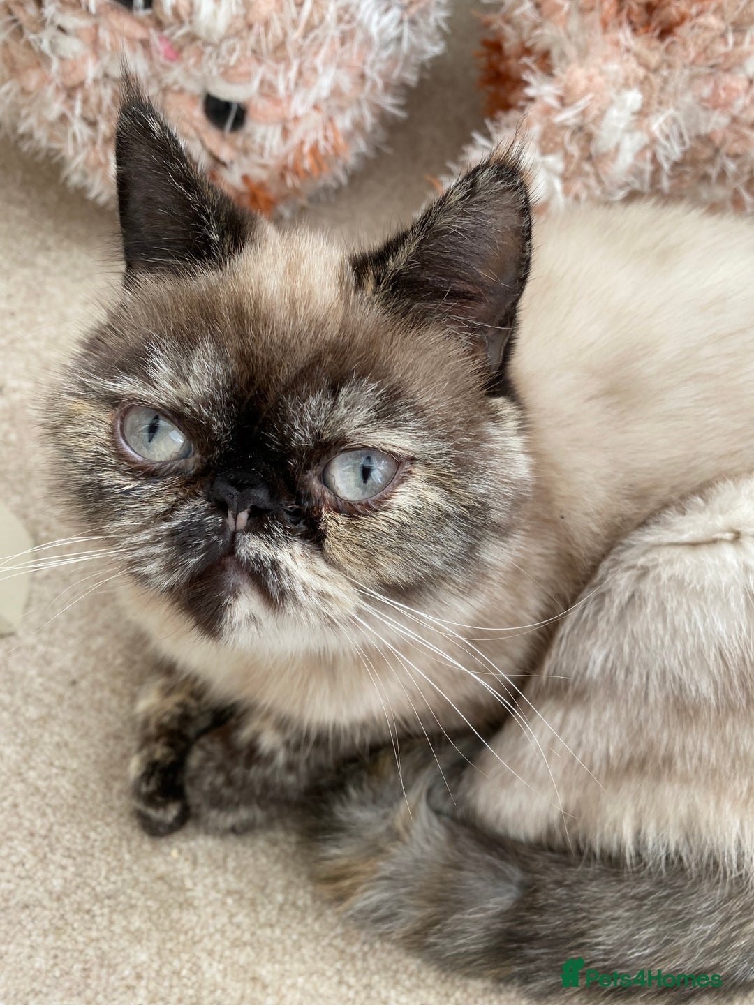 Exotic cats for sale: Fawn colour point Merle Exotic  - Image 10