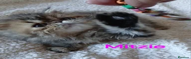 Mitzie