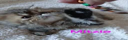 Exotic cats for sale: EXQUISITE GCCF PERSIAN EXOTIC BABIES - Advert 2