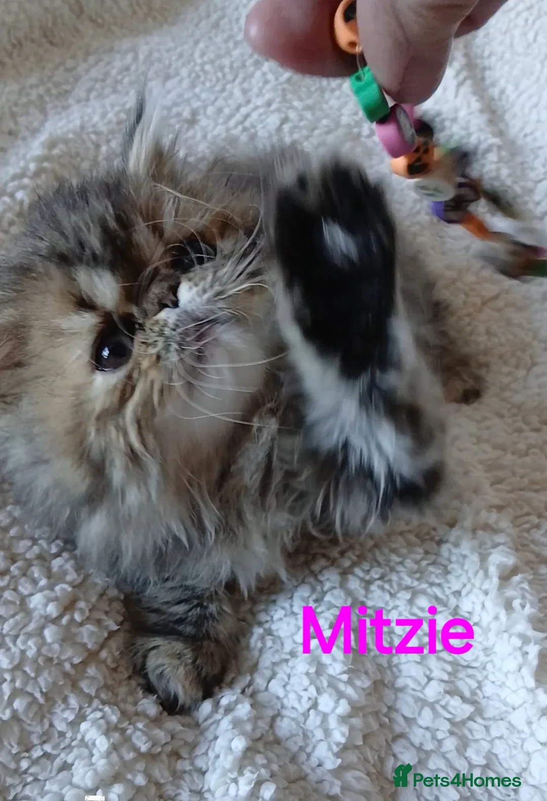 Exotic cats for sale: EXQUISITE GCCF PERSIAN EXOTIC BABIES - Advert 2