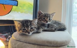 British Shorthair cats for sale: Beautiful female tabby kittens in London - Image 1