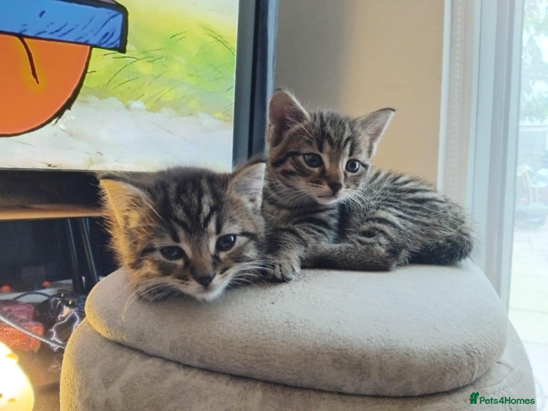 British Shorthair cats for sale: Beautiful female tabby kittens in London - Image 1