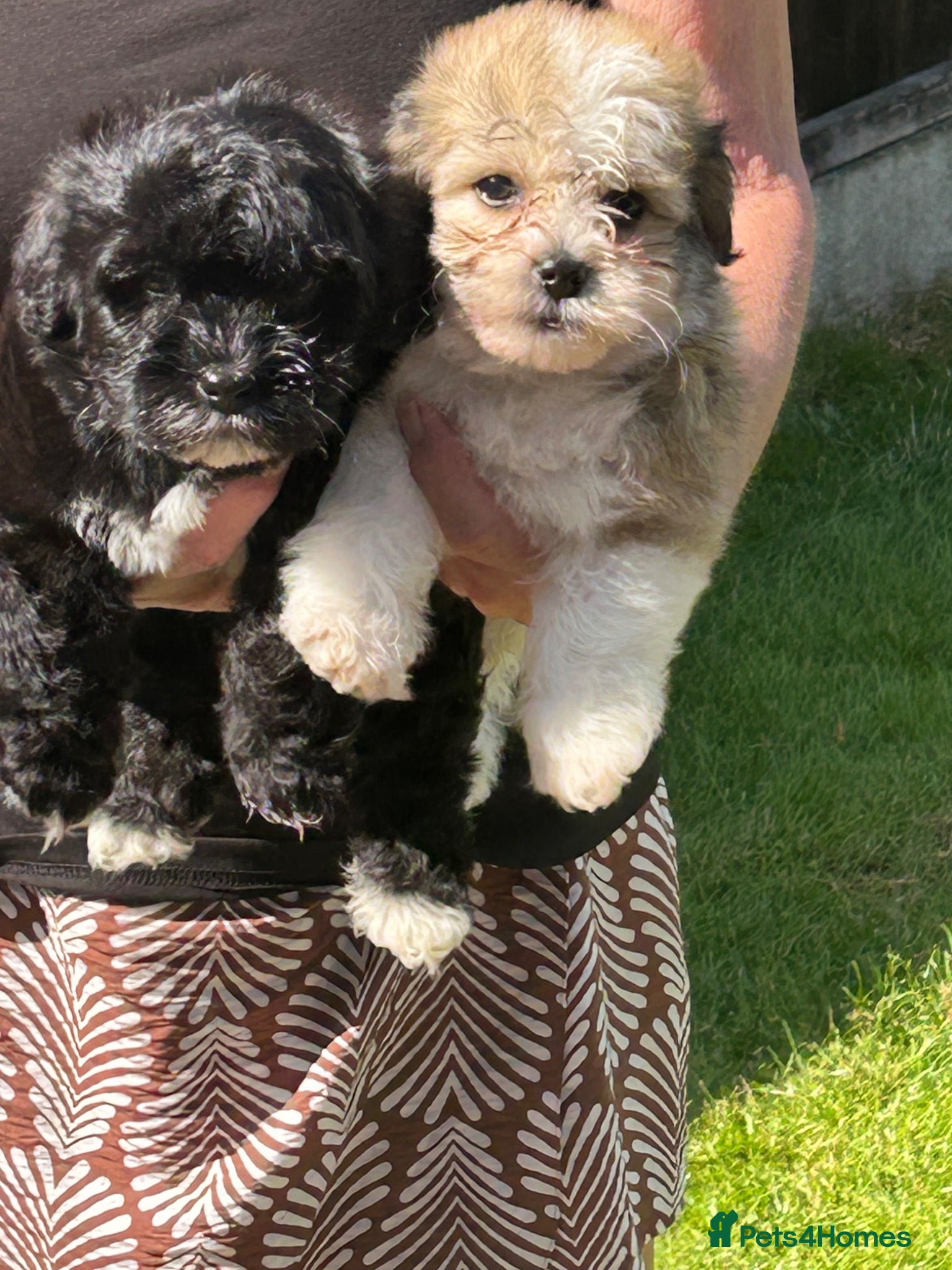 Havanese dogs 8 Exceptional colours KC reg Havanese puppies  - Advert 2