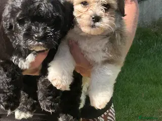 Havanese dogs 8 Exceptional colours KC reg Havanese puppies - Advert 2
