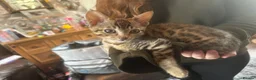 Savannah cats for sale: Beautiful Male Savannah f5 in Alresford - Advert 8