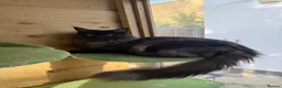 Maine Coon cats for sale: Stunning black smoke female Maine coon  - Advert 1