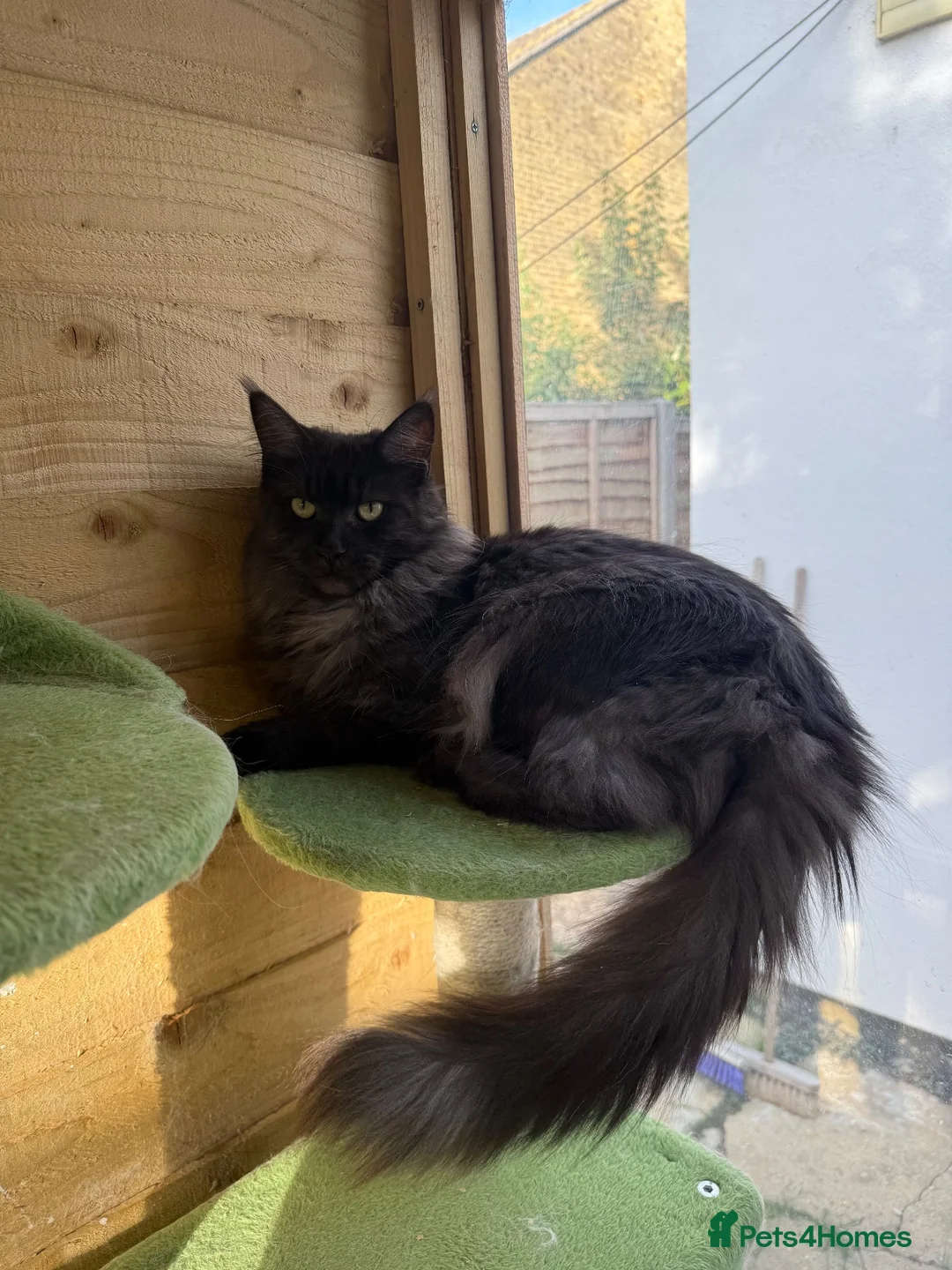 Maine Coon cats for sale: Stunning black smoke female Maine coon  - Advert 1