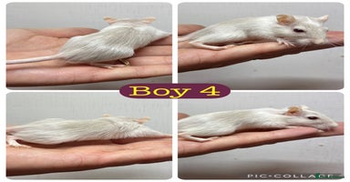 Gerbil rodents - Advert 10