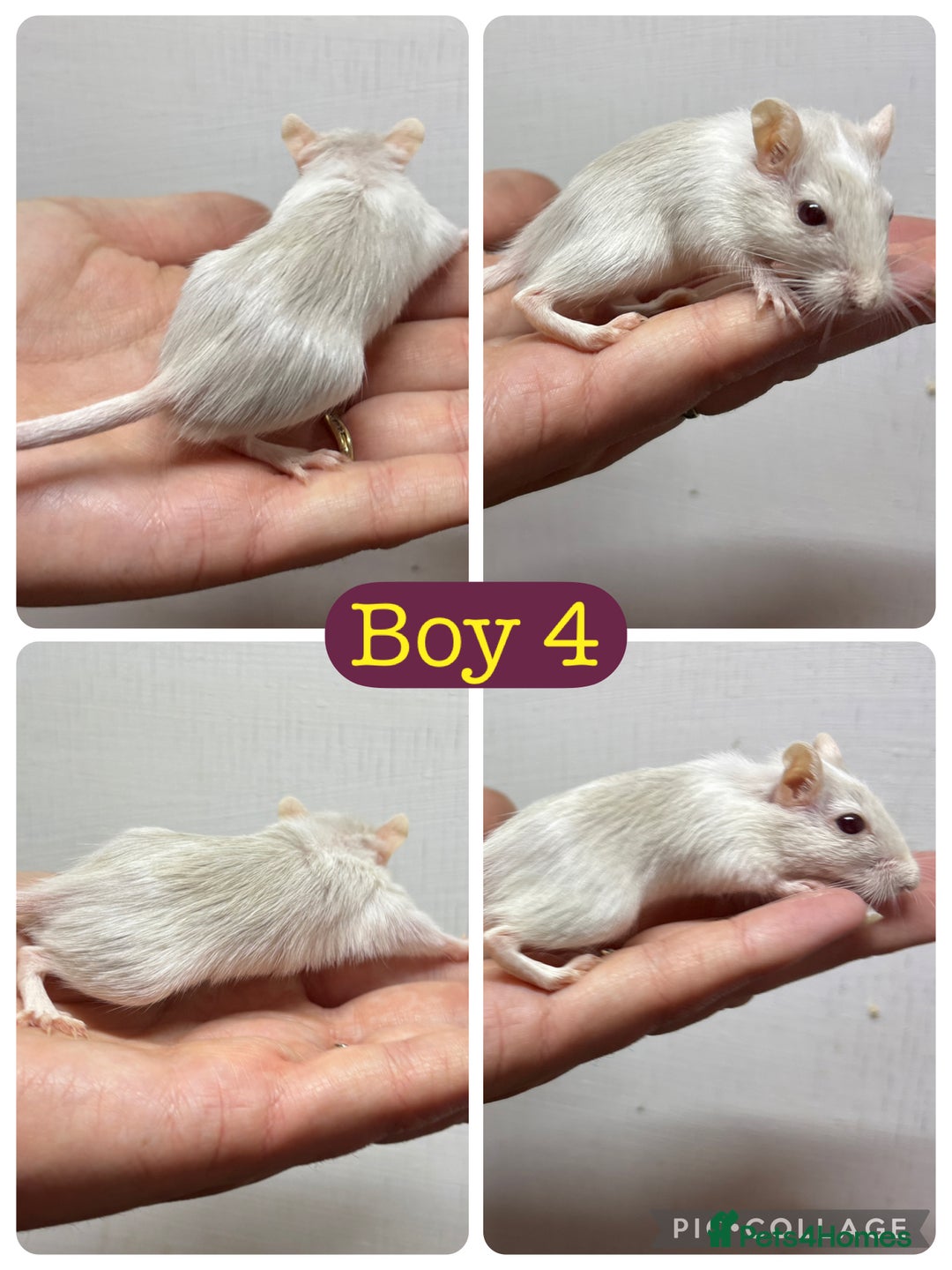 Gerbil rodents for sale: Beautiful friendly baby gerbils  - Image 4