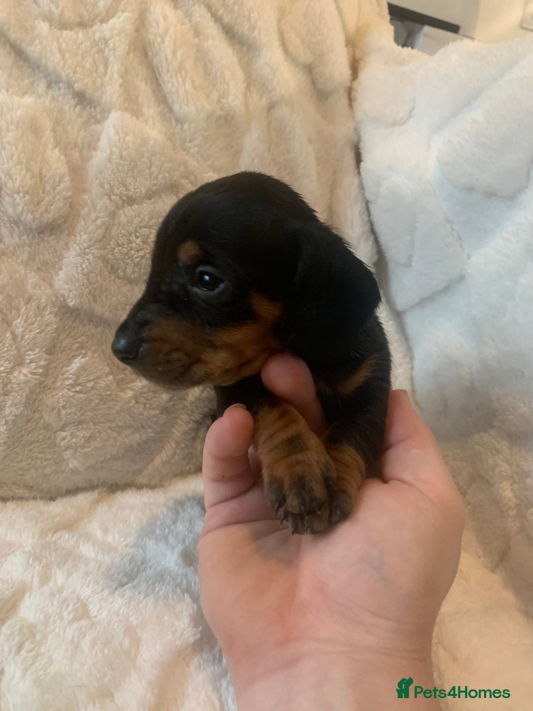 Miniature Dachshund dogs for sale: Miniature dashound  - Advert 3
