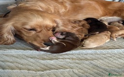 Cocker Spaniel dogs for sale: Stunning Cocker Spaniel pups - Image 3