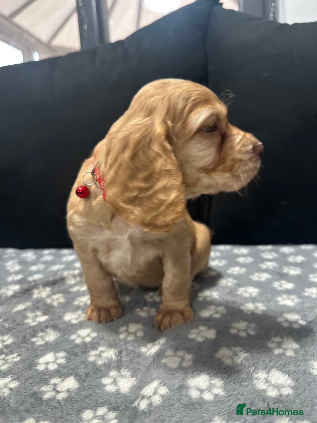 Cocker Spaniel dogs for sale: 3 beautiful cocker spaniel puppies left  - Advert 31