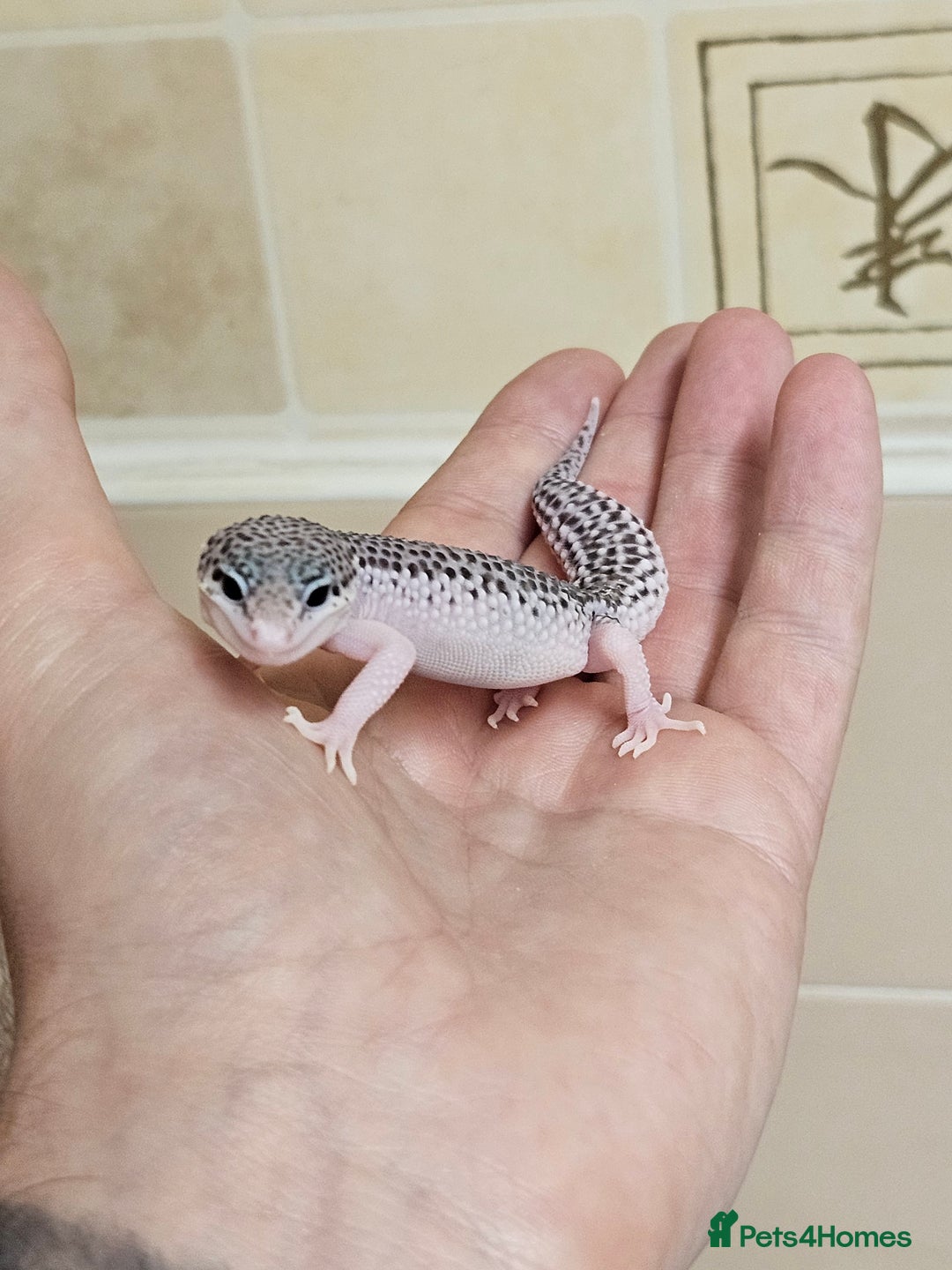 Leopard Gecko reptiles for sale: Supersnows leopard geckos normal and albino  - Image 2