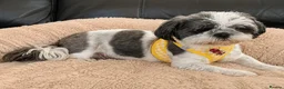 Shih Tzu dogs for sale: ✨ Stunning Teddy Bear Shih Tzu Puppies ✨ - Advert 1