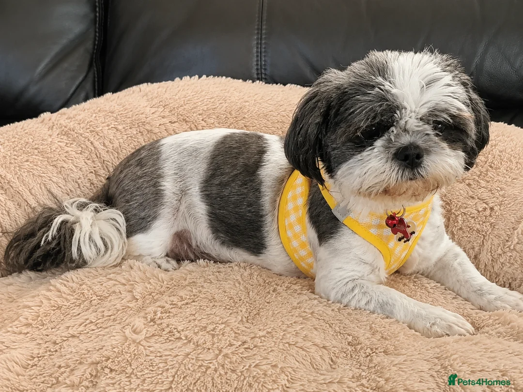 Shih Tzu dogs for sale: ✨ Stunning Teddy Bear Shih Tzu Puppies ✨ - Advert 1