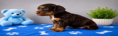 Cocker Spaniel 5