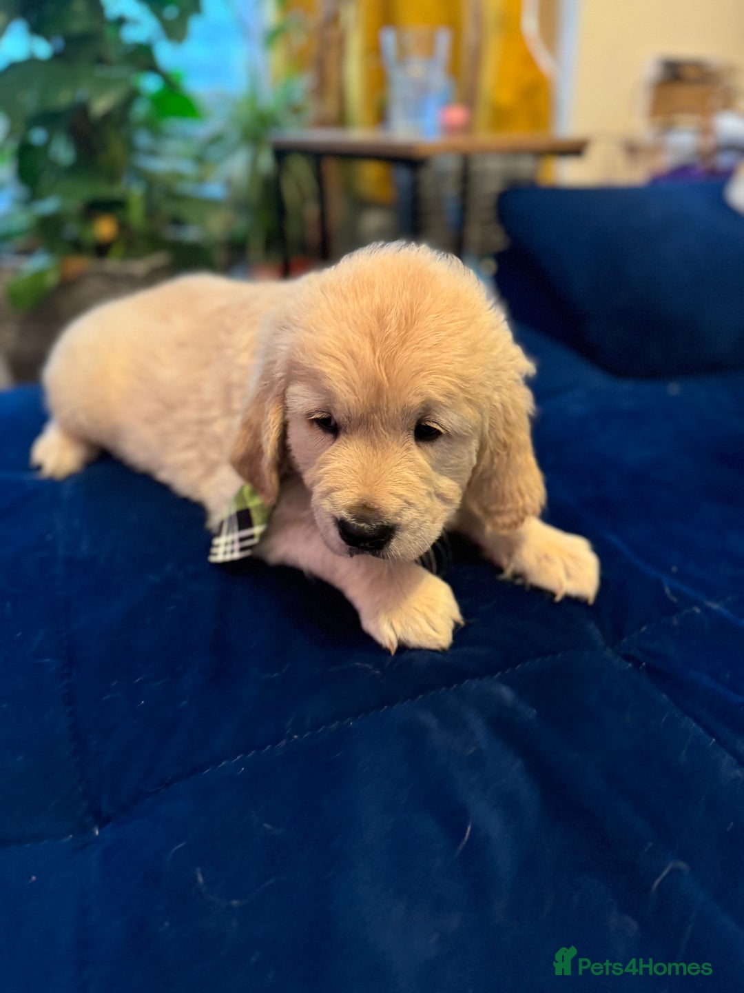 Golden Retriever dogs for sale: Beautiful Golden Retriever puppies KC - Advert 12