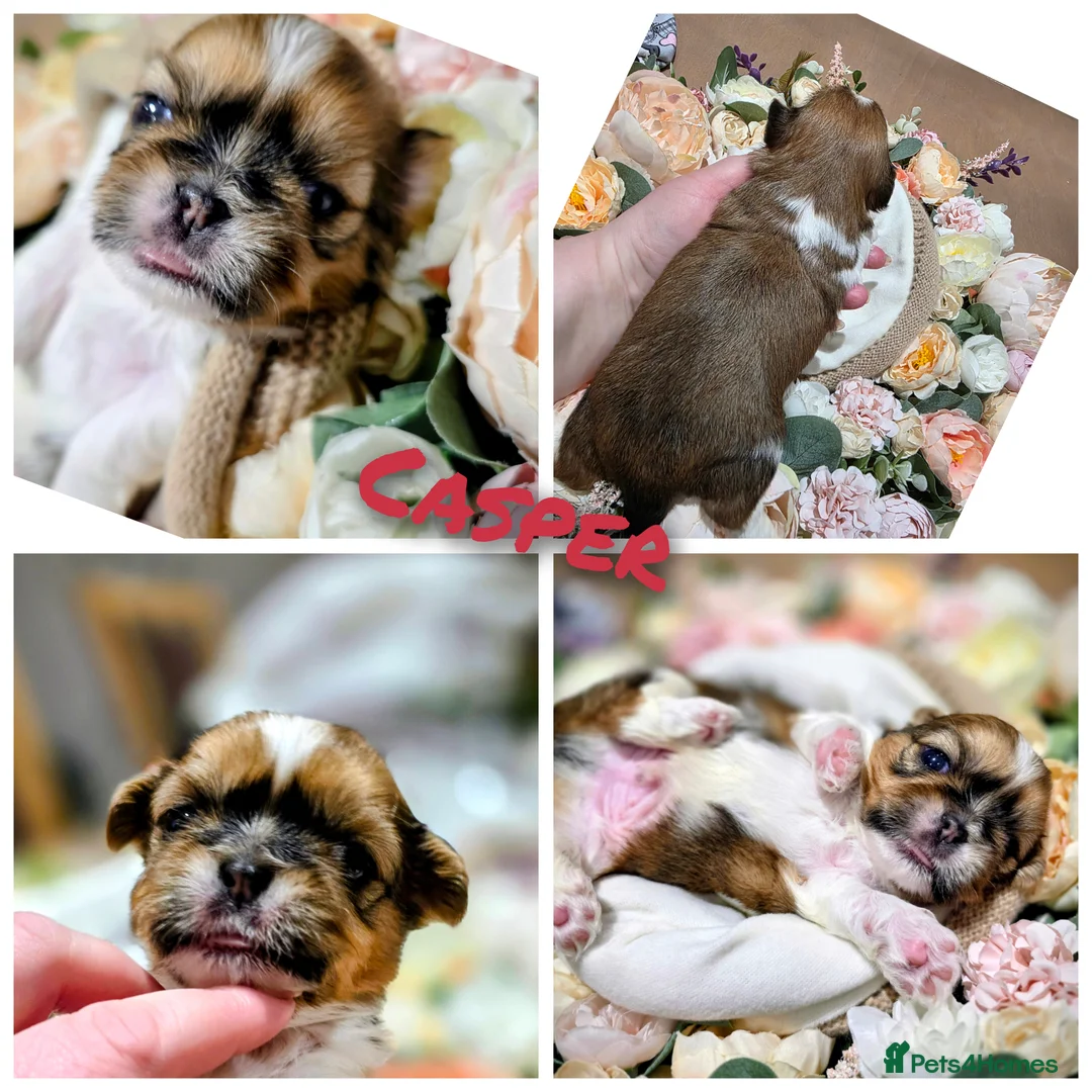 Shih Tzu dogs for sale: 🐾Shih tzu puppies 🐾 - Advert 5