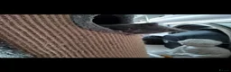 British Shorthair cats for sale: Pedigree Mixed Adorable Kittens  - Advert 3