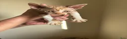 Devon Rex cats for sale: Quintelin Devon Rex - Advert 4