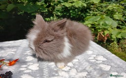 Lionhead rabbits for sale: Stunning DM Lionhead baby rabbits  - Image 1