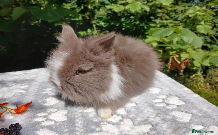Lionhead rabbits - Advert 3