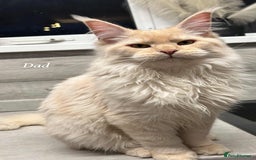 Maine Coon cats for sale: Mainecoon Kittens  - Image 5