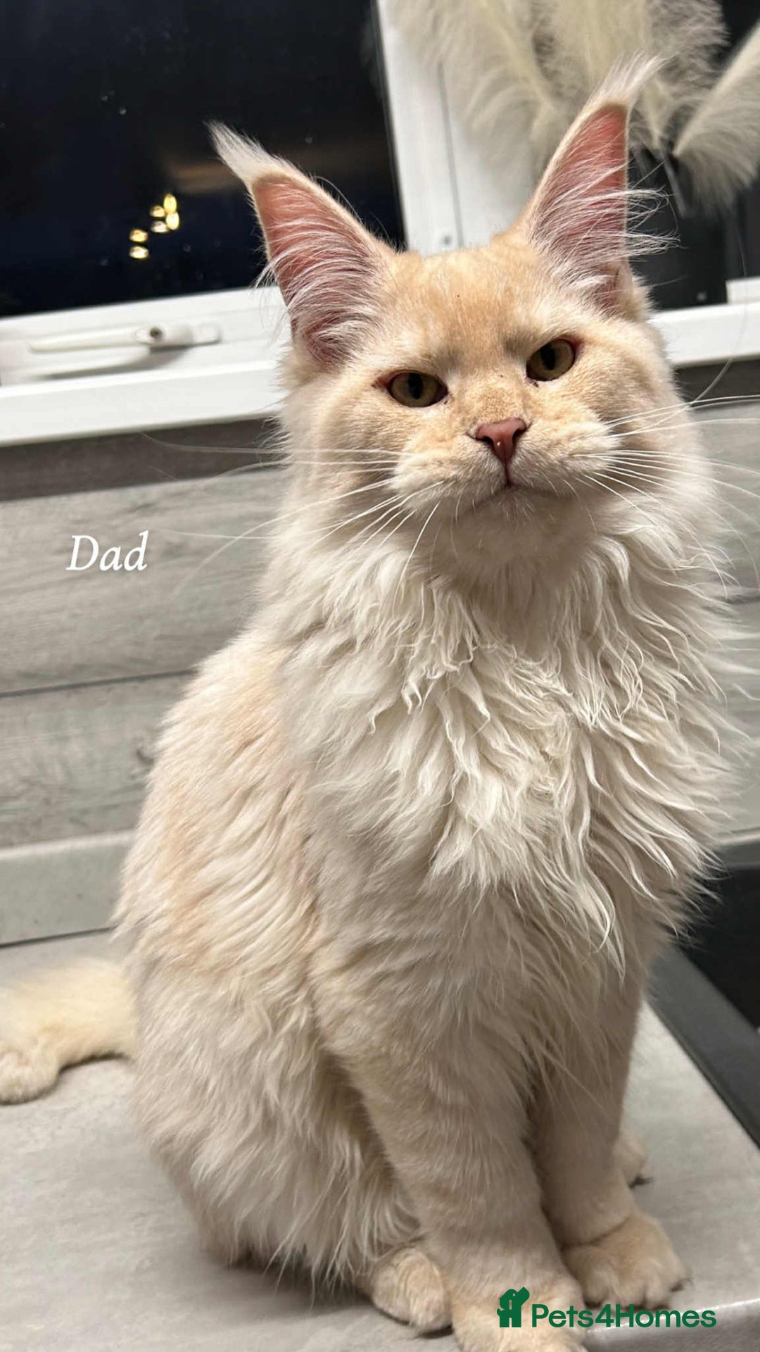 Maine Coon cats for sale: Mainecoon Kittens  - Image 5