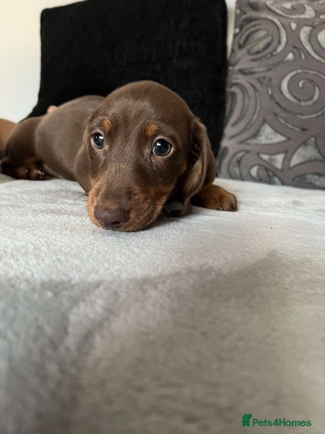 Miniature Dachshund dogs for sale: Smooth haired miniature dachshund  - Image 10