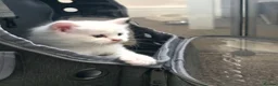 Maine Coon cats for sale: Maine coone kittens in Doncaster - Advert 8