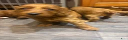 Cockapoo dogs for sale: Cockapoo puppies  - Advert 4