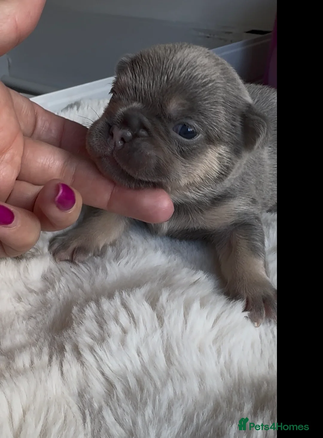 French Bulldog dogs for sale: NEW LUXURY FRENCHIES 3 x GIRLS 4 x BOYS - Advert 27