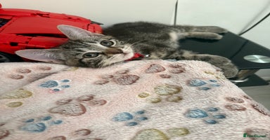 Mixed Breed cats - Advert 9