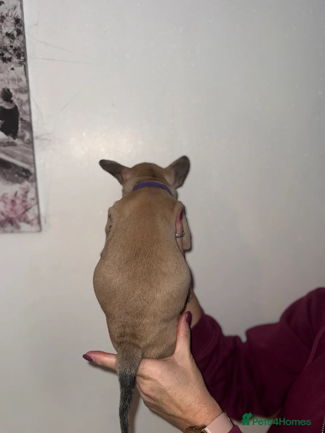 Mixed Breed dogs for sale: French bulldog / pocket bully puppies in Witham - Advert 13