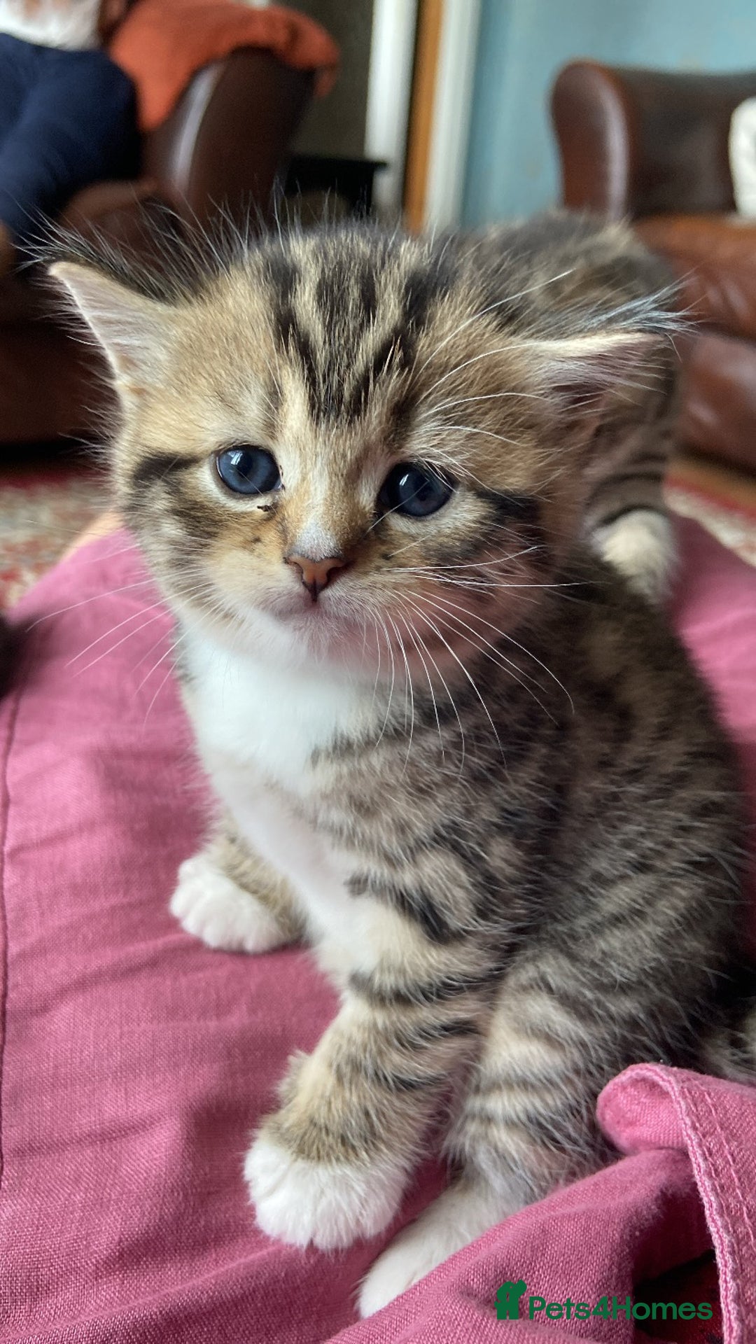 Mixed Breed cats for sale: 1/4 Persian, 1/4 Ragdoll kittens looking for home - Image 13