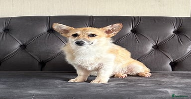 Welsh Corgi Pembroke dogs - Advert 14