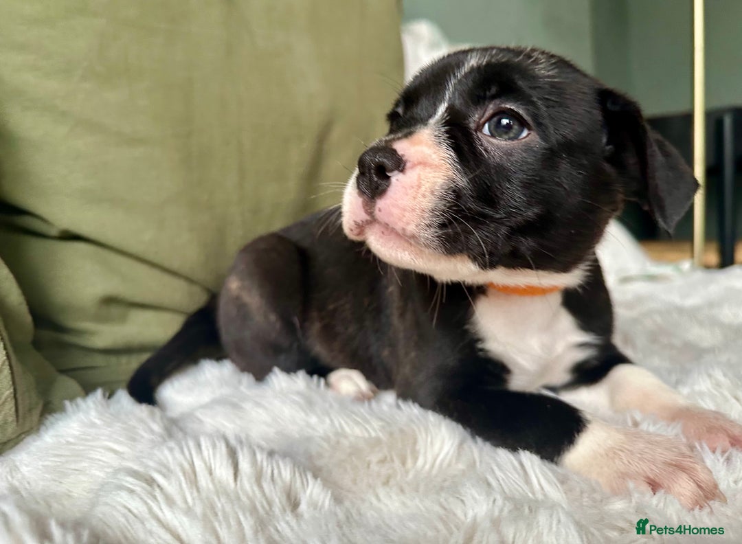 Mixed Breed dogs for sale: Olde English Bulldogge/Staffy Collie - Advert 18