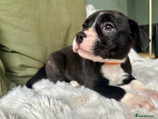 Mixed Breed dogs Olde tyme English Bulldogge/Staffy bull Collie mix - Advert 11