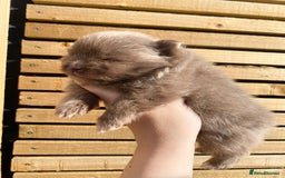 Pomeranian dogs for sale: outstanding true to typ pomeranian puppy's  - Image 5