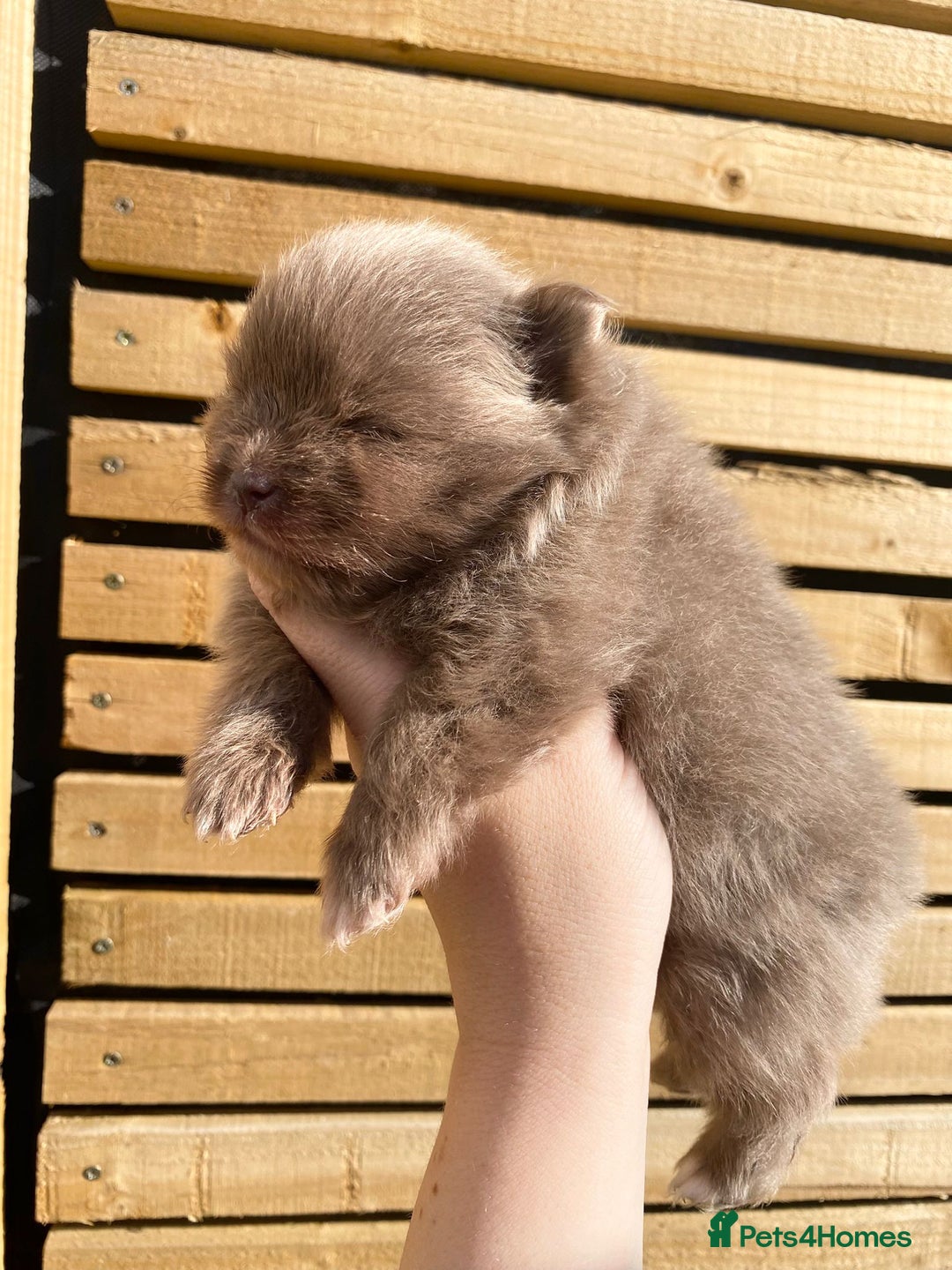 Pomeranian dogs for sale: outstanding true to typ pomeranian puppy's  - Image 5