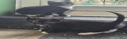 Mixed Breed cats for sale: Looking for homes - Advert 2