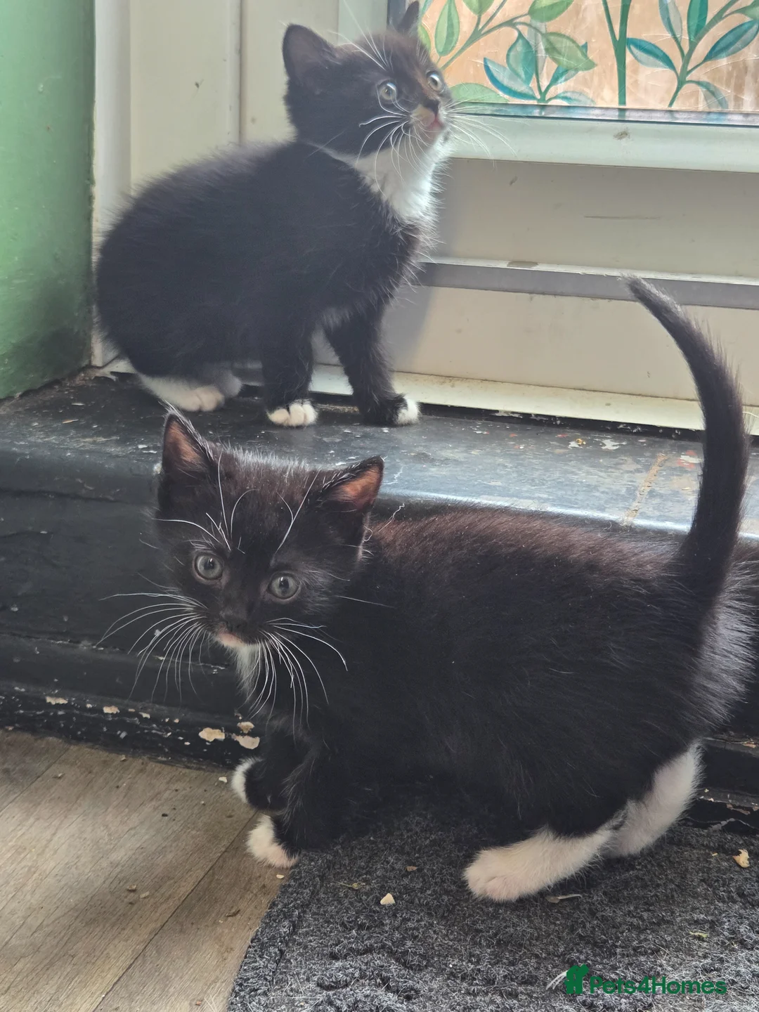 Mixed Breed cats for sale: Looking for homes - Advert 2