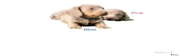 Miniature Dachshund dogs for sale: Beautiful miniature babies  - Advert 11