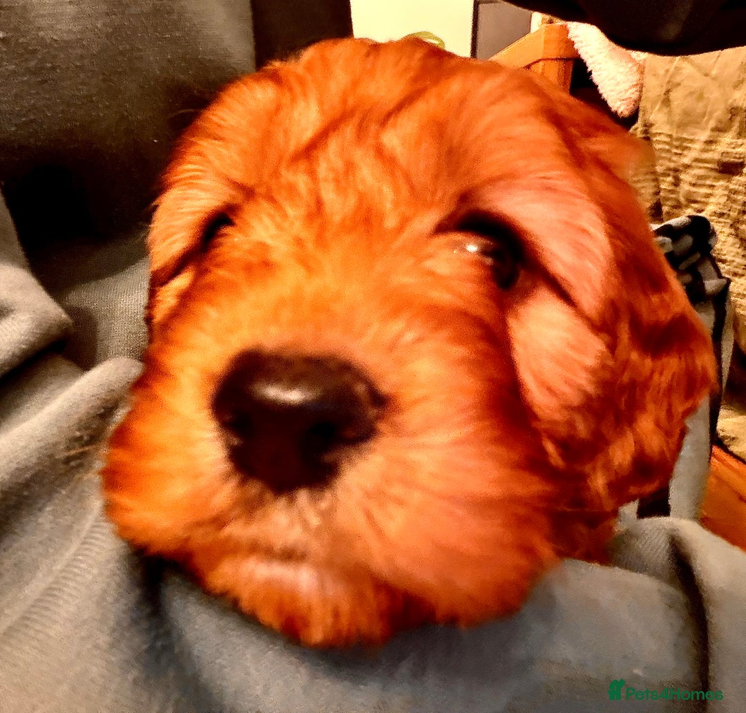 Mixed Breed dogs for sale: Cockapoo/Cavapoo Mix Puppies Available 10 Nov 25 - Image 12
