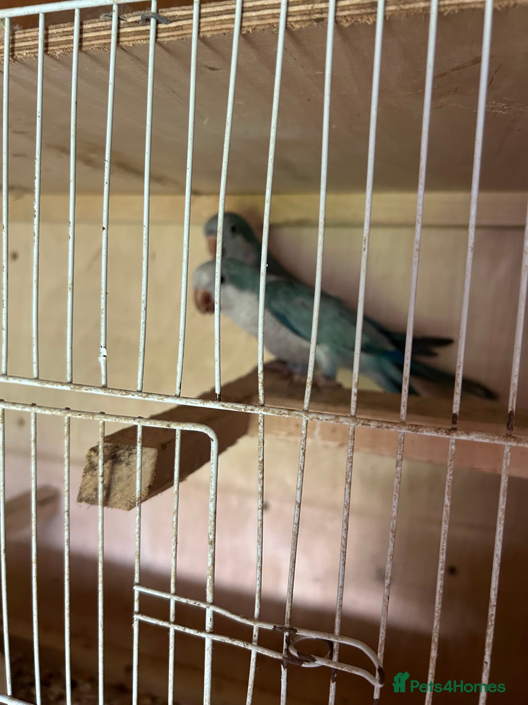Parakeets birds for sale: Quaker parakeet  - Image 6