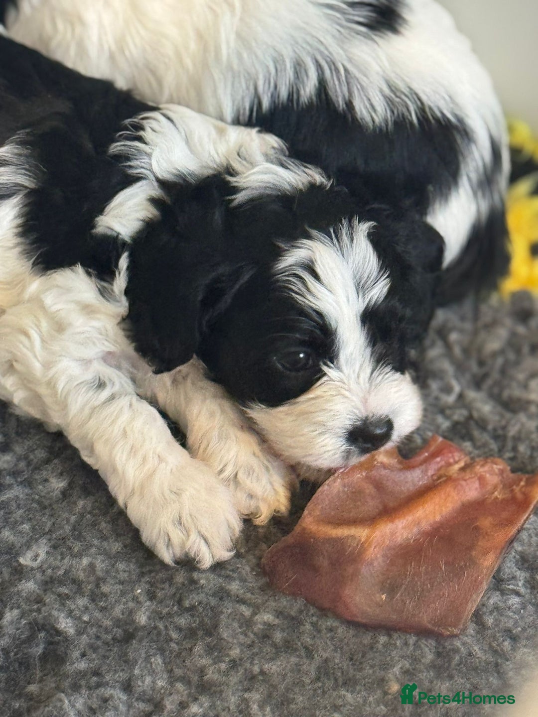 Cavapoo dogs for sale: Beautiful Parti ( black and white ) cavapoos  - Advert 1