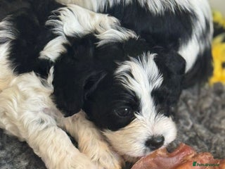 Cavapoo dogs Beautiful Parti ( black and white ) cavapoos - Advert 6