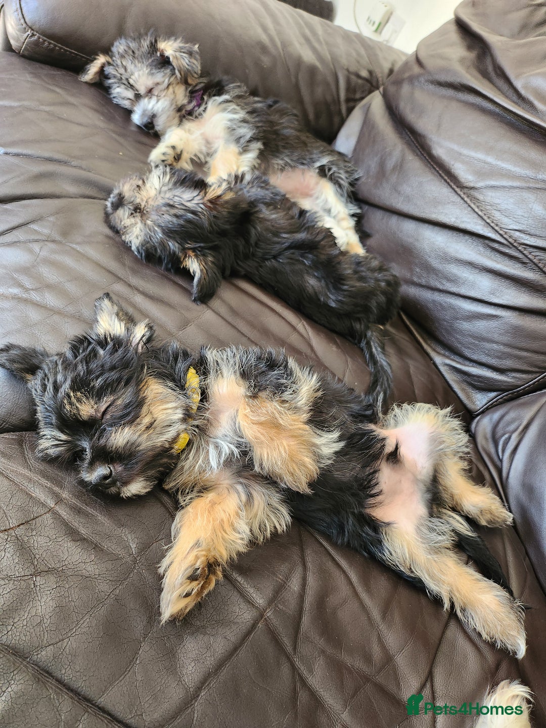 Morkie dogs for sale: Yorkie dominant small Morkies - Image 8