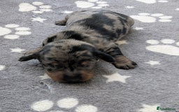 Miniature Dachshund dogs for sale: KC Registered miniature Dachshund Puppies - Image 3