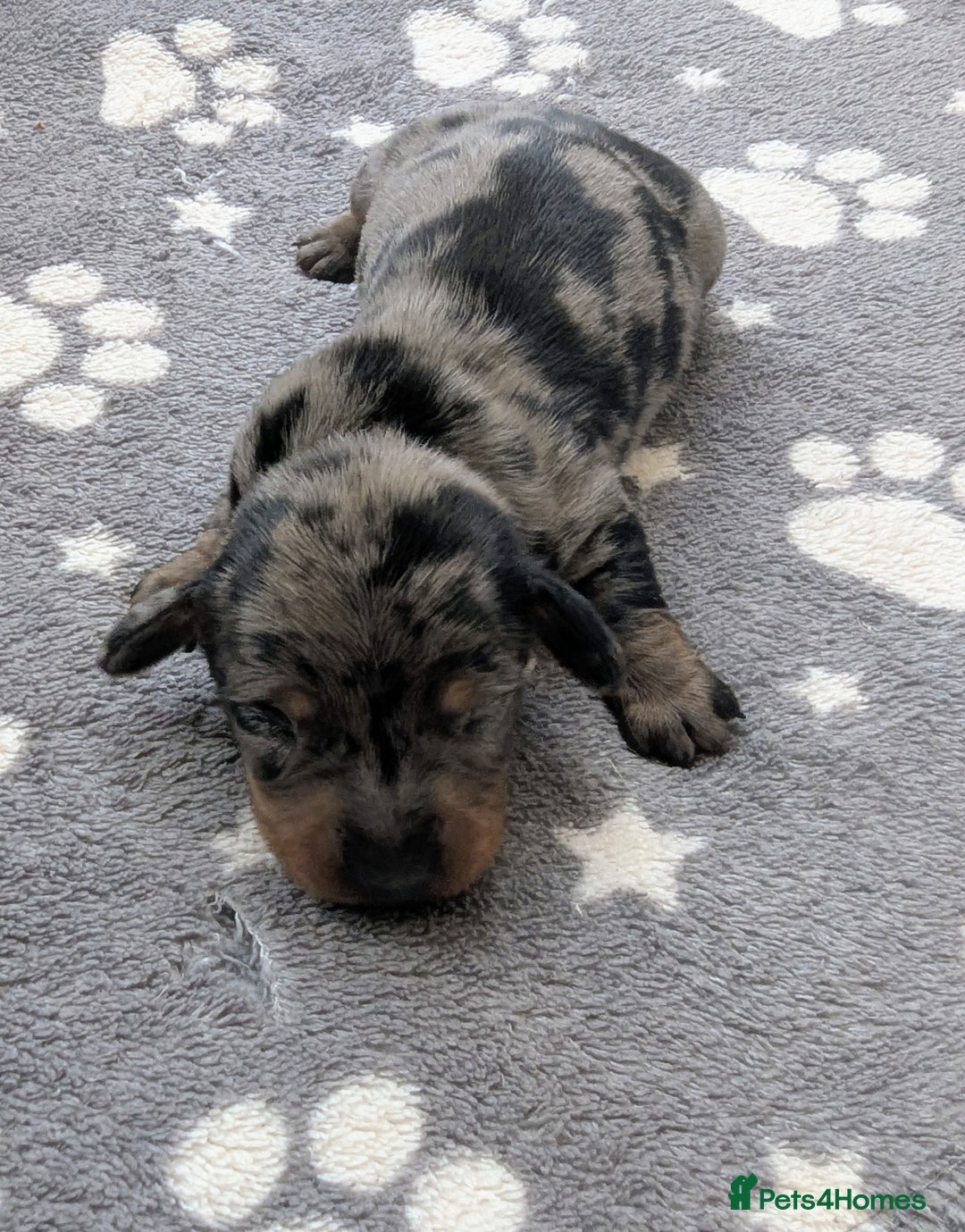 Miniature Dachshund dogs for sale: KC Registered miniature Dachshund Puppies - Image 3